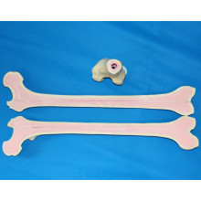 Modèle squelettique humain de squelettes de fémur pour la pratique de la chirurgie médicale (R010117)